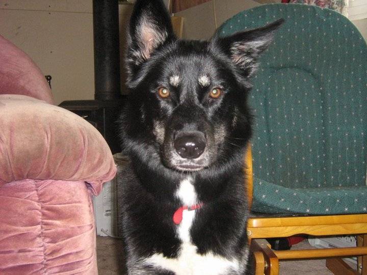 Syerra - Chien du Groenland (3 ans)