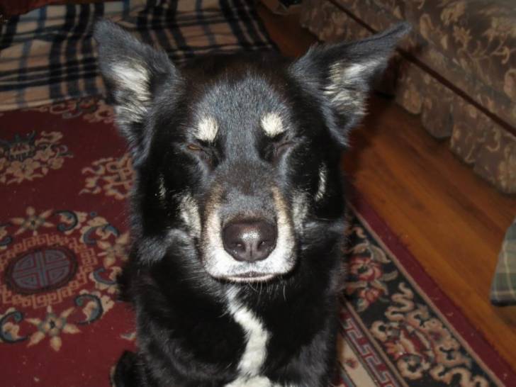 Syerra - Chien du Groenland (4 ans)