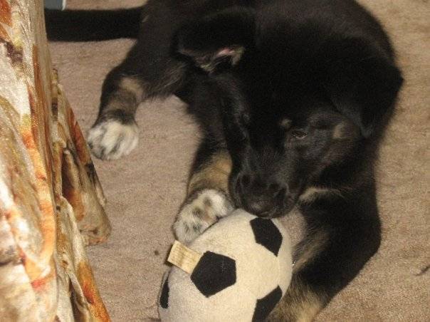 Syerra as a Pup - Chien du Groenland (2 mois)