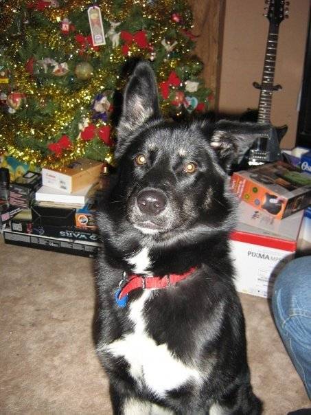 Syerra Xmas of 09 - Chien du Groenland (1 an)