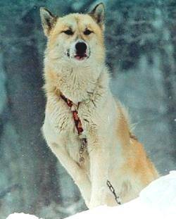 Chien du Groenland - Chien du Groenland