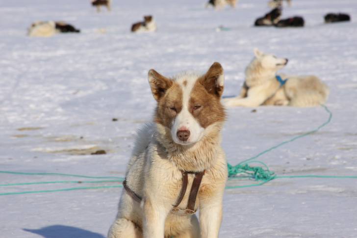 Photo Chien du Groenland