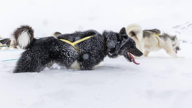 Photo Chien du Groenland