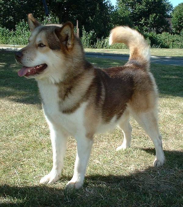 Photo Chien du Groenland