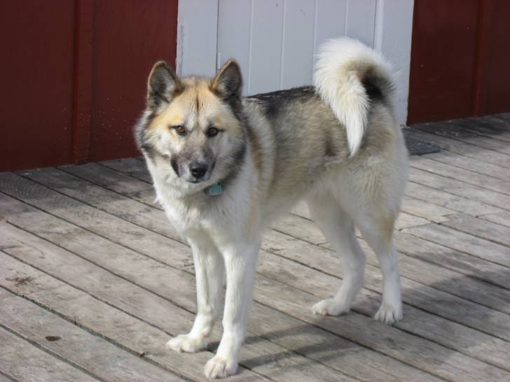 Photo Chien du Groenland