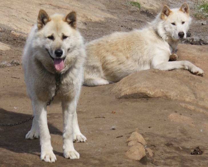 Photo Chien du Groenland