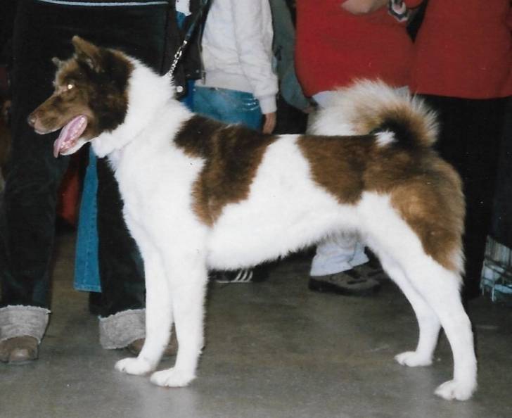 Photo Chien du Groenland