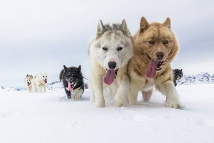 Photo Chien du Groenland