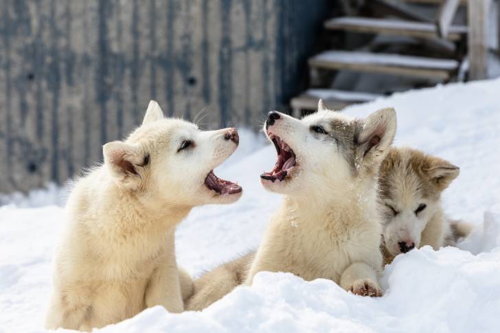 Photo Chien du Groenland