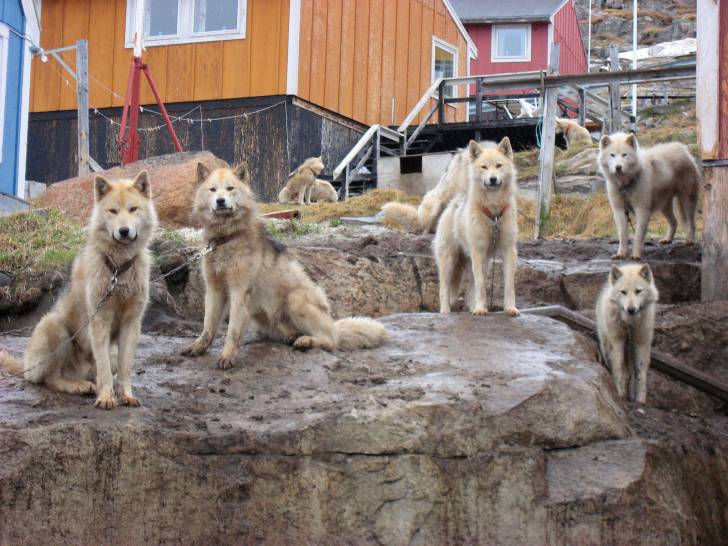 Photo Chien du Groenland