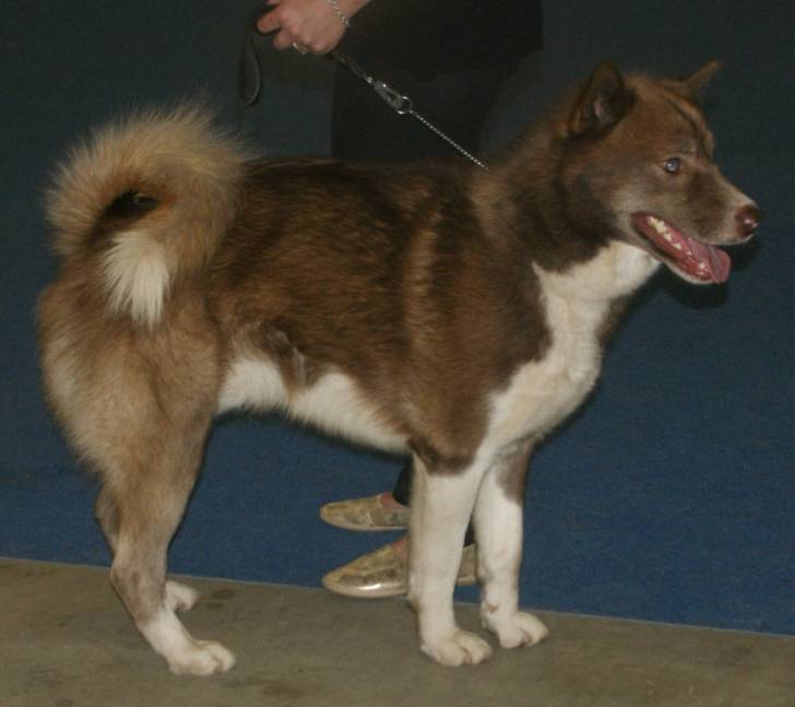 Photo Chien du Groenland