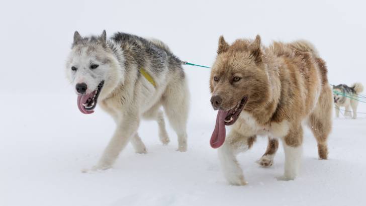 Photo Chien du Groenland