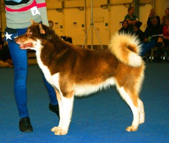 Photo Chien du Groenland