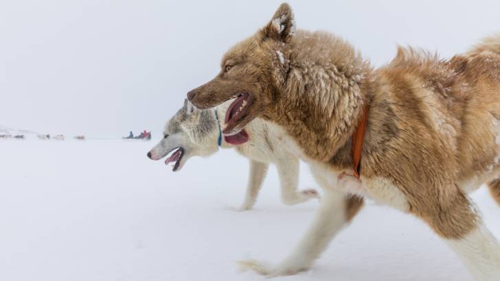 Photo Chien du Groenland