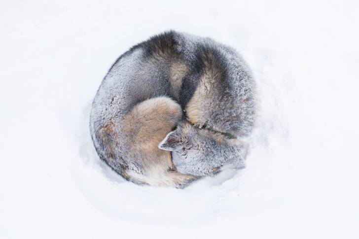 Photo Chien du Groenland