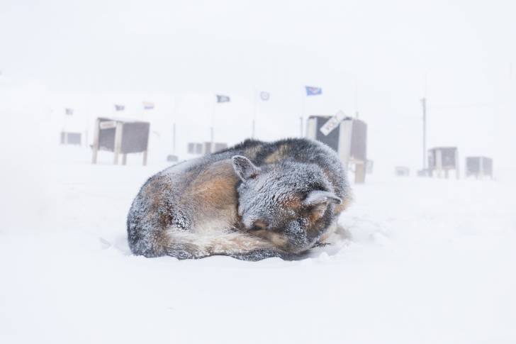 Photo Chien du Groenland