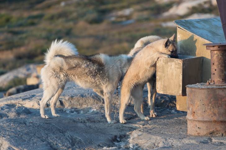 Photo Chien du Groenland