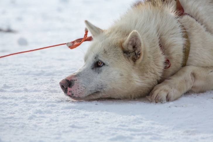 Photo Chien du Groenland
