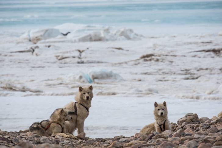 Photo Chien du Groenland