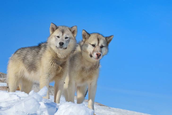 Photo Chien du Groenland