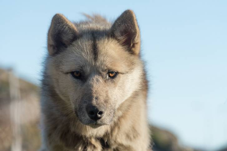 Photo Chien du Groenland