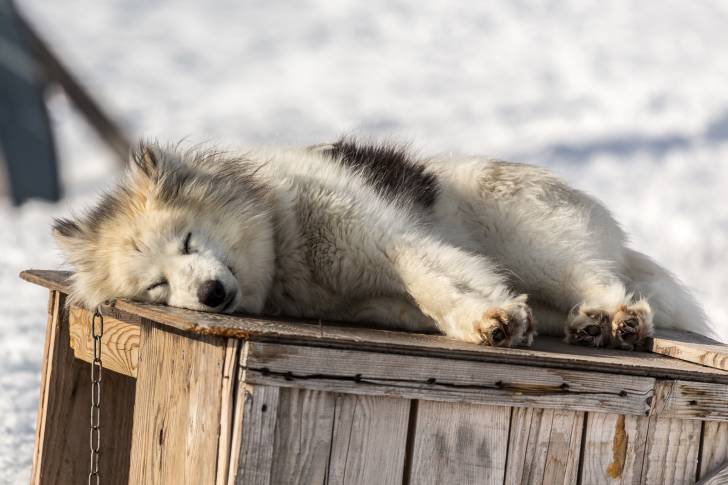 Photo Chien du Groenland