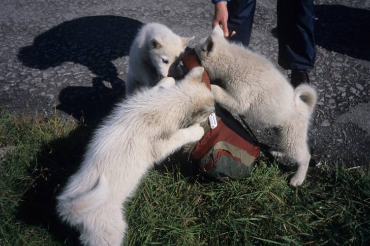 Photo Chien du Groenland