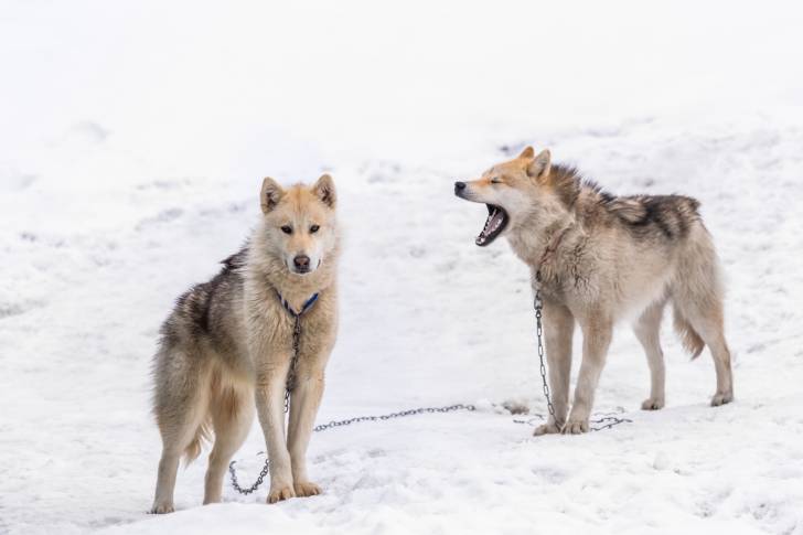 Photo Chien du Groenland
