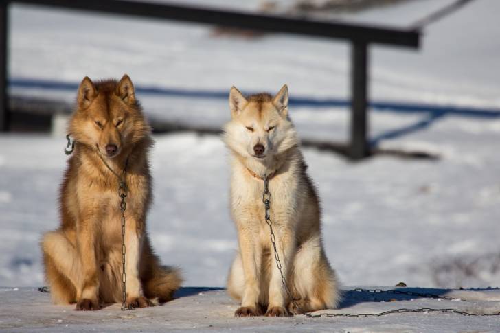 Photo Chien du Groenland