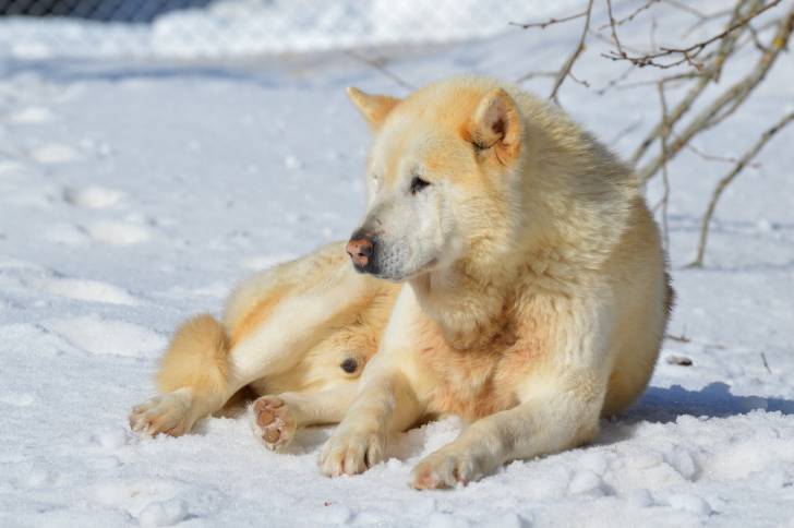 Photo Chien du Groenland