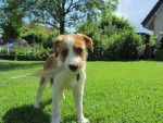 Lena - Kooikerhondje (4 mois)
