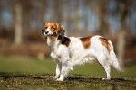 Photo Kooikerhondje