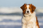 Photo Kooikerhondje