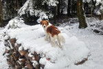 Photo Kooikerhondje