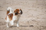 Photo Kooikerhondje