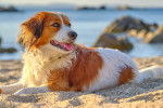 Photo Kooikerhondje