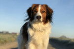 Photo Kooikerhondje
