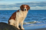 Un Kooikerhondje assis sur un rocher devant la mer