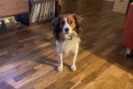 Un Kooikerhondje sur un plancher et portant un collier autour du cou