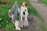 Un Kooikerhondje assis sur un banc et portant un harnais 