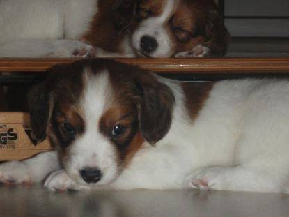 Freja - Kooikerhondje (8 mois)