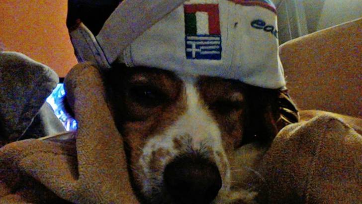 edenkiko - Kooikerhondje Mâle (2 ans)