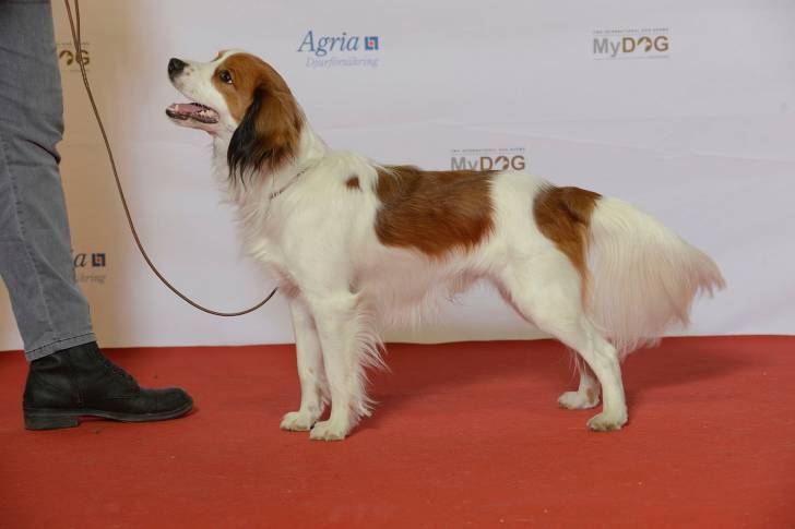 Photo Kooikerhondje