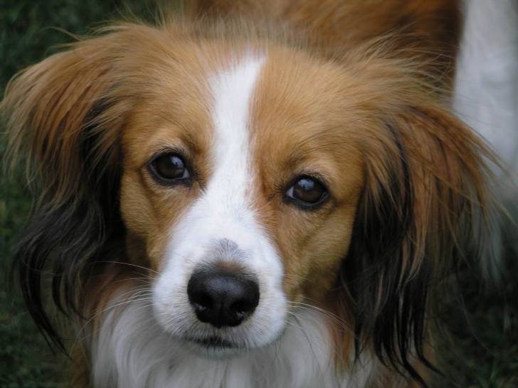 Photo Kooikerhondje