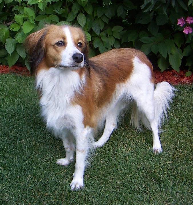 Photo Kooikerhondje