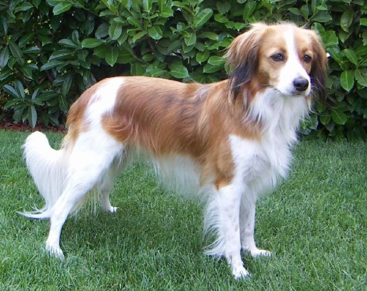 Photo Kooikerhondje