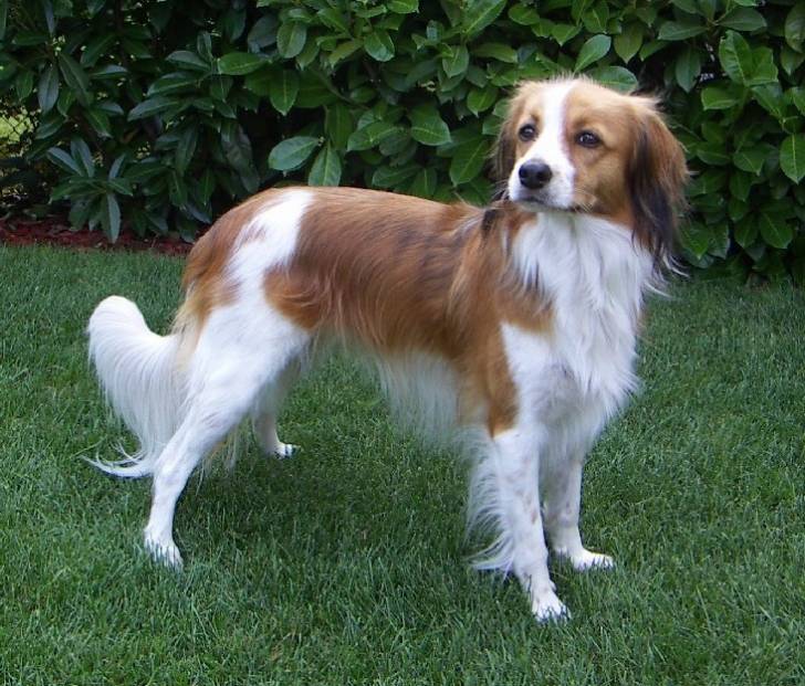 Photo Kooikerhondje