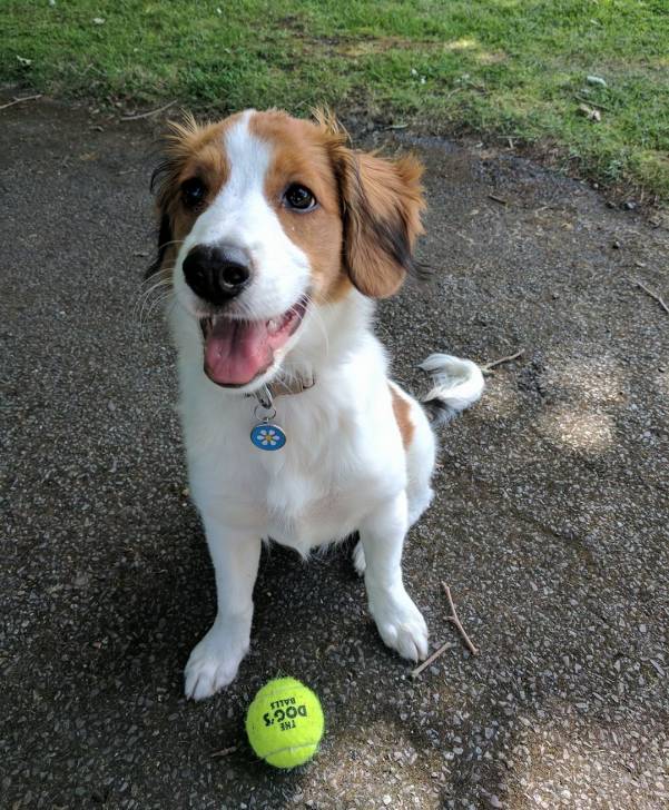 Photo Kooikerhondje