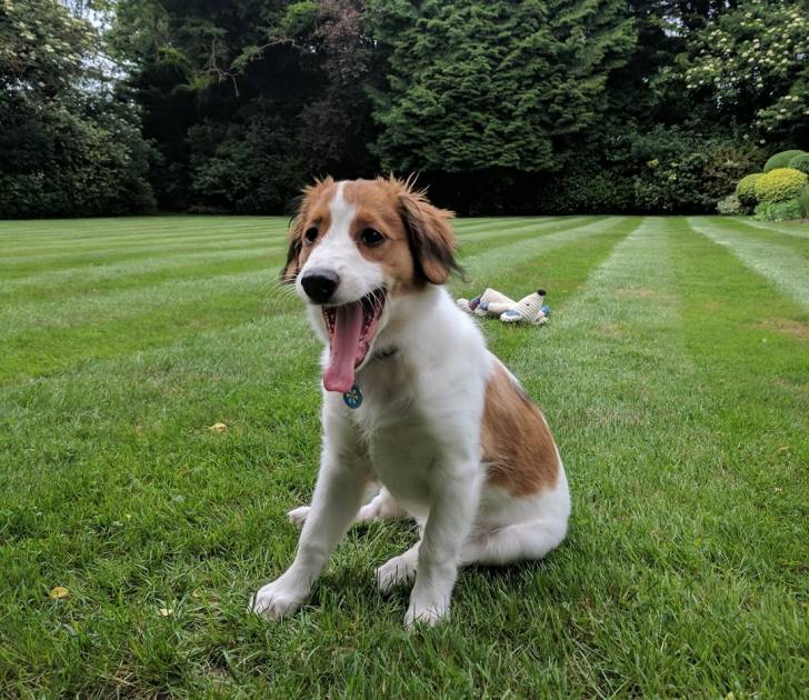 Photo Kooikerhondje