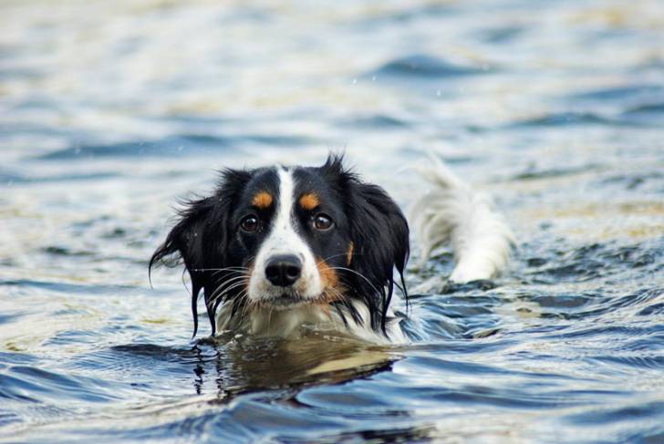 Photo Kooikerhondje